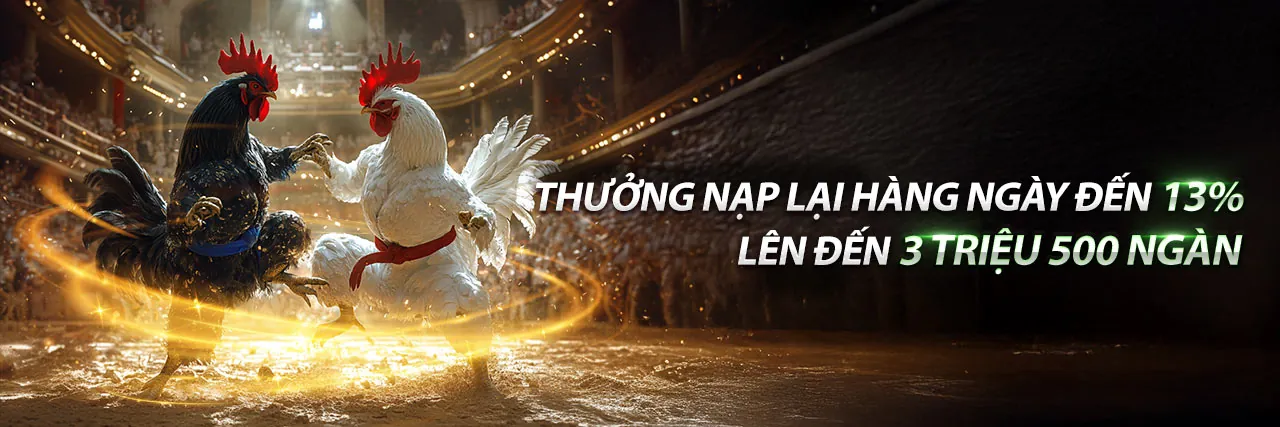 Đá gà acb888, sân đấu sôi động